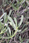 Bushy seaside tansy